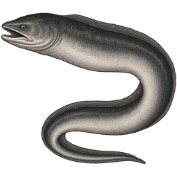 Conger Eel