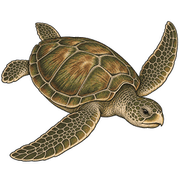 Green Sea Turtle