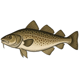 Harbour Cod