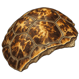 Turtle Shell